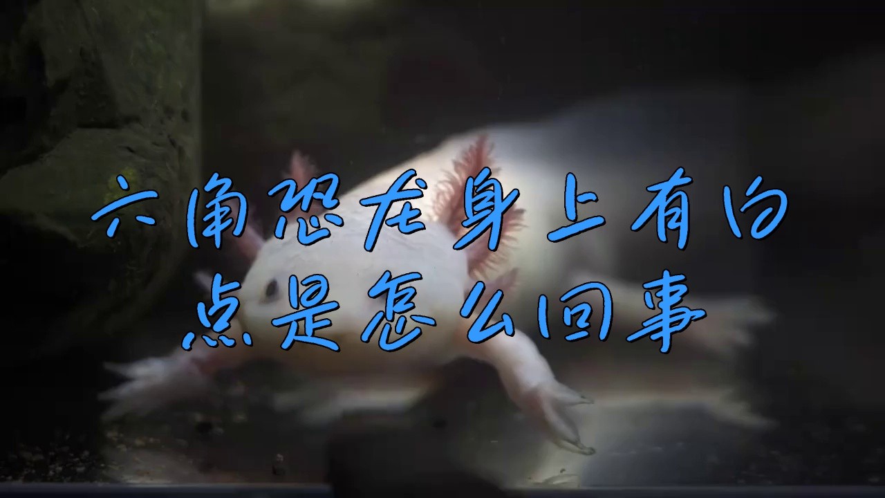 如何判斷六角恐龍魚是否感染？