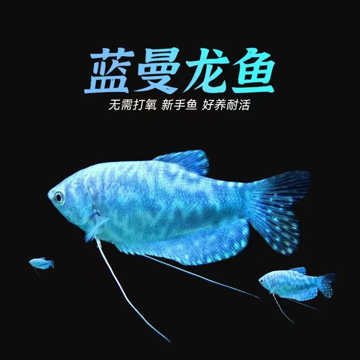 黃曼龍魚可以和金魚一起養嗎：黃曼龍魚可以和金魚一起養嗎？需要注意什么？
