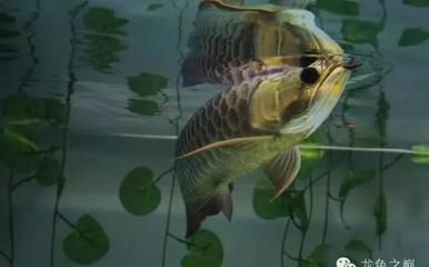 龍魚吃金魚飼料嗎好嗎：如何判斷龍魚營養(yǎng)不良