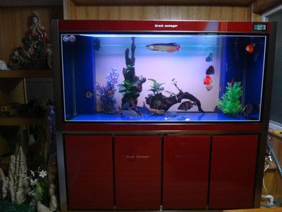 龍魚精養缸水位多少合適：龍魚精養缸水位控制技巧