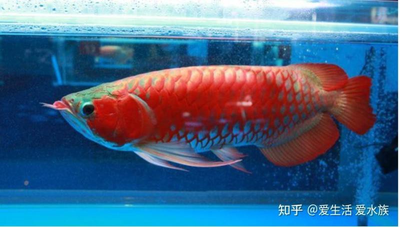 如何判斷龍魚是否營養充足？