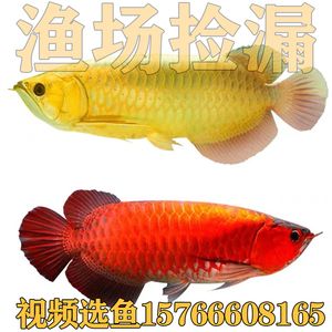 龍魚翻腮手術需要注意什么：龍魚翻腮手術是一種有效的治療方法