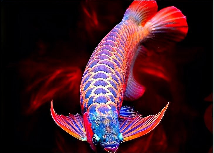 戰(zhàn)車紅龍魚多少錢一條啊