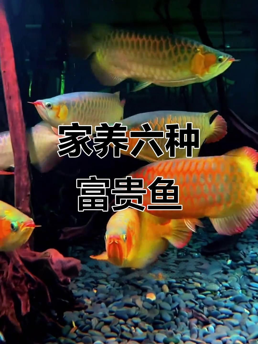 十大最吉利魚有哪些？