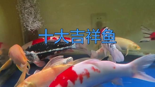十大最吉利魚有哪些？