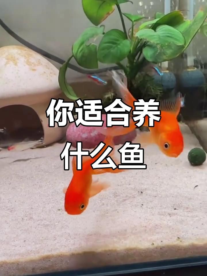 十大最吉利魚有哪些？