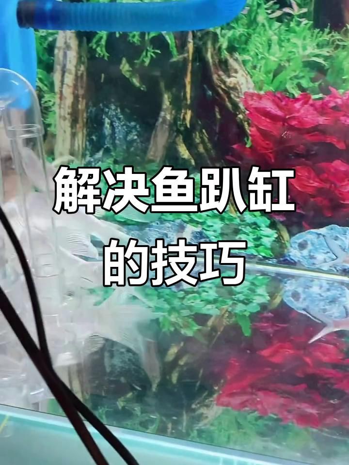 龍魚(yú)趴缸需要停食嗎？