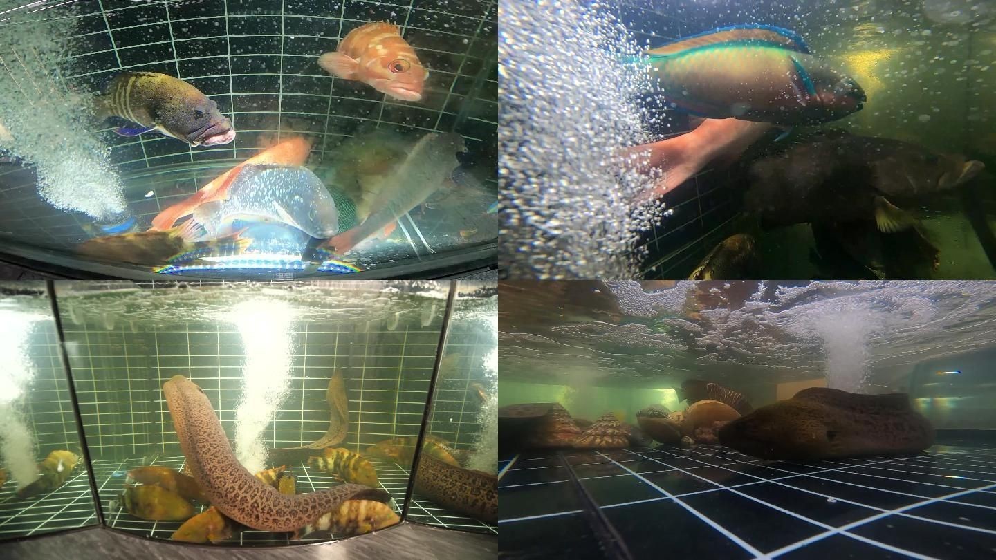 龍魚缸能養海水魚嗎：關于龍魚缸飼養的問題