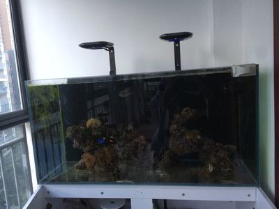 龍魚缸能養海水魚嗎：關于龍魚缸飼養的問題