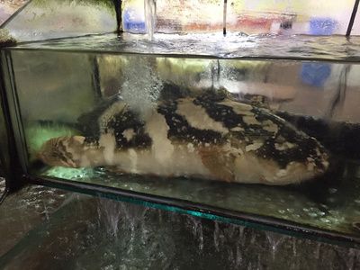 龍魚缸能養海水魚嗎：關于龍魚缸飼養的問題