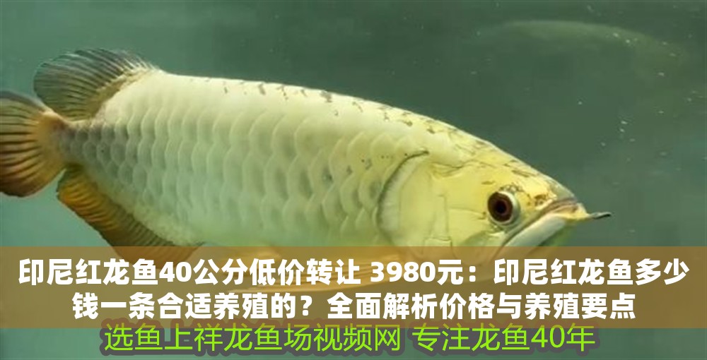 印尼紅龍魚40公分低價(jià)轉(zhuǎn)讓 3980元：印尼紅龍魚多少錢一條合適養(yǎng)殖的？全面解析價(jià)格與養(yǎng)殖要點(diǎn)