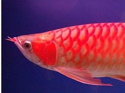 金龍魚吃什么發色比較快一點：為了促進金龍魚的發色，飼養者可以選擇以下食物示例