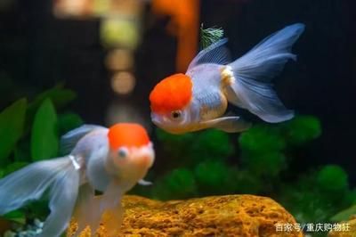 哪里有龍魚（根據(jù)搜索結(jié)果整理的一些購買龍魚的地點(diǎn)）