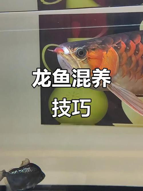 推薦一些星點龍魚混養案例