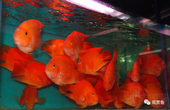 推薦一些星點龍魚混養案例