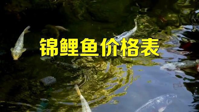 龍鳳錦鯉價格