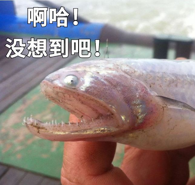 舟山龍魚叫什么名字來著