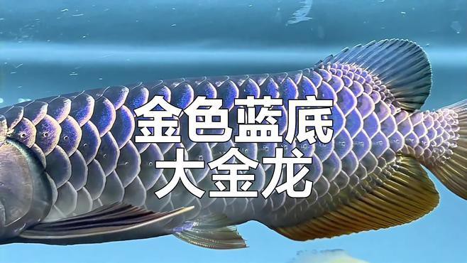 藍色的金龍魚圖片高清
