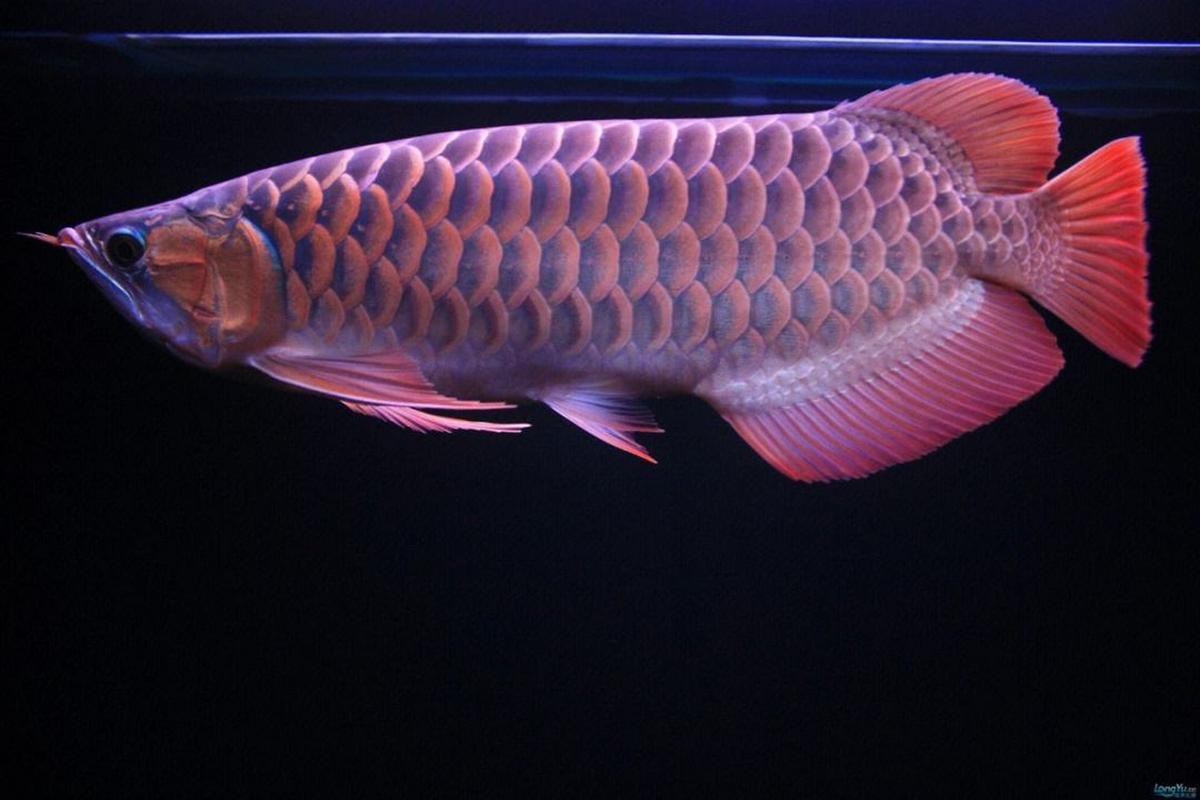 藍色的金龍魚圖片高清