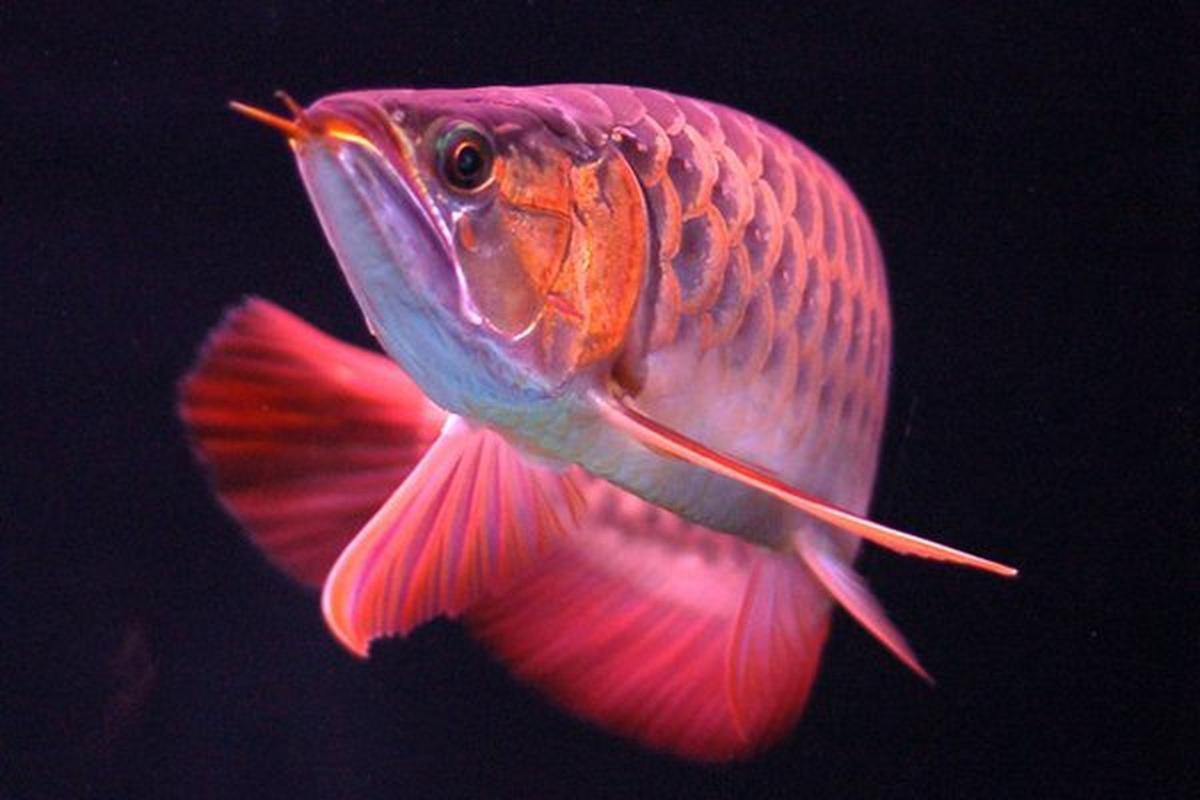 藍色的金龍魚圖片高清