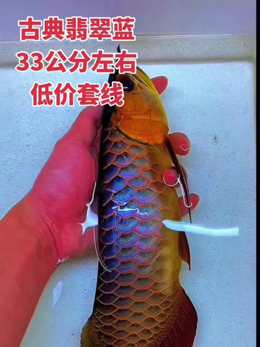 藍色的金龍魚圖片高清