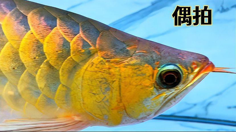 藍色的金龍魚圖片高清