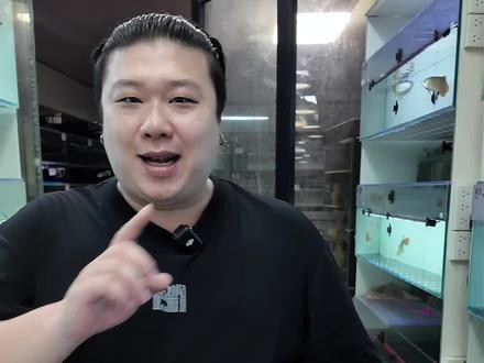 藍色的金龍魚圖片高清