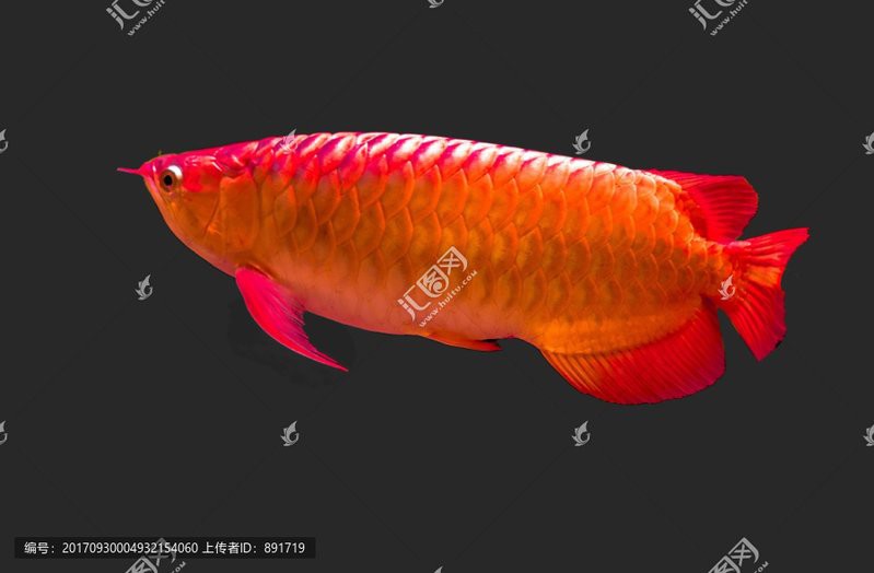 藍色的金龍魚圖片高清