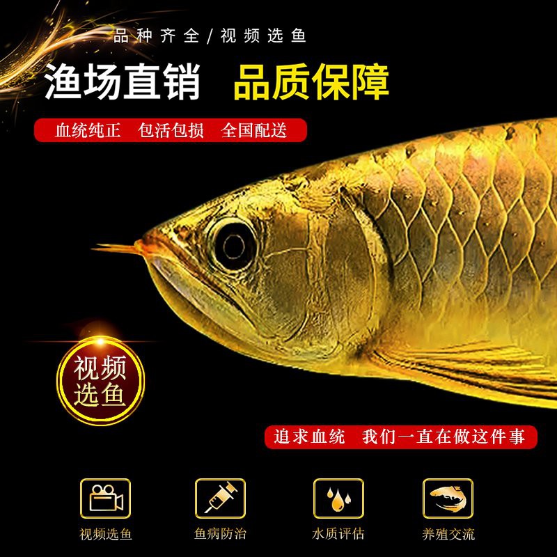 藍色的金龍魚圖片高清