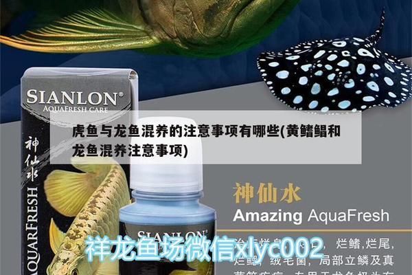 龍魚和虎魚混養數量大嗎：龍魚和虎魚混養的數量并不是絕對的，而是取決于多種因素