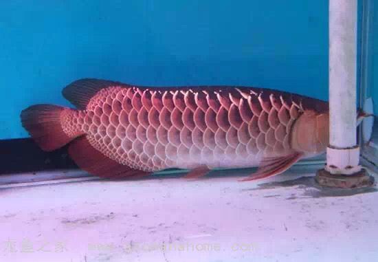 龍魚愛趴缸（龍魚喜歡趴缸的幾種原因及應對方法）