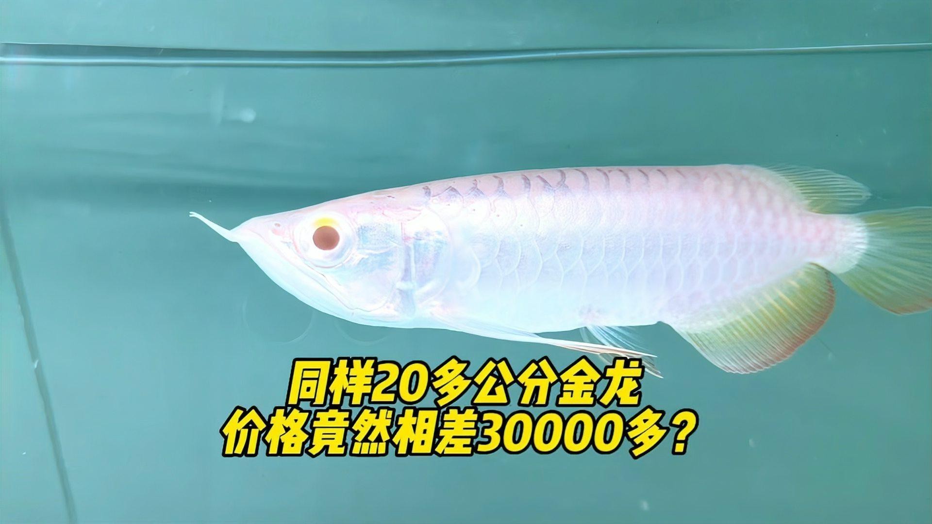 金龍魚(yú)價(jià)格多少錢(qián)一只圖片大全集