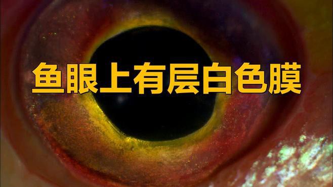 金龍魚魚眼有白物是什么