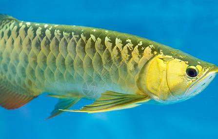 金龍魚魚缸背景圖片大全
