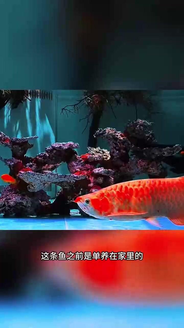 龍魚全身炸鱗還能救么
