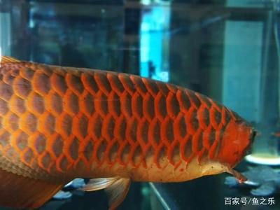 紅龍魚的發(fā)色過程（紅龍魚的發(fā)色過程你了解嗎？）