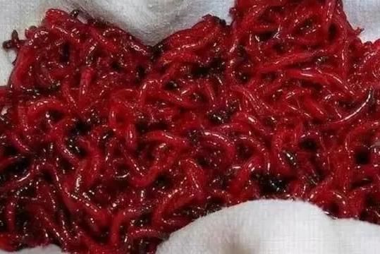 紅龍魚如何驅(qū)蟲：紅龍魚的驅(qū)蟲方法