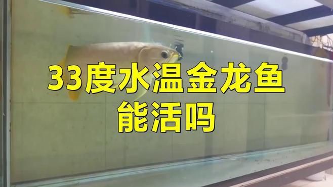 金龍魚(yú)35度水溫會(huì)死嗎