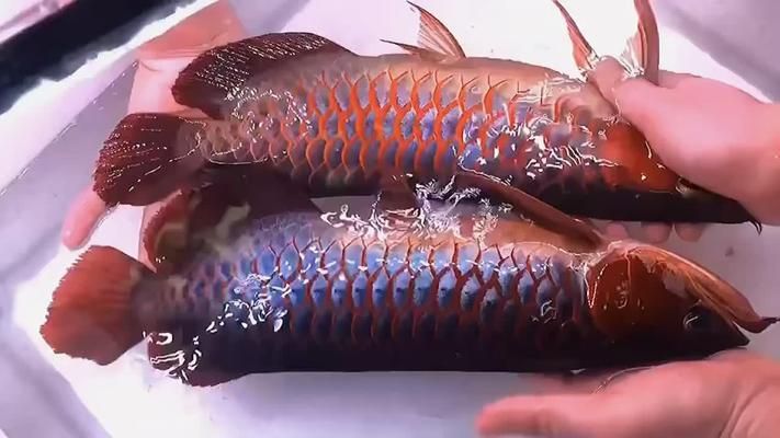 紅龍魚不游怎么了：紅龍魚不游動可能是由多種因素引起的，處理方法是由多種因素引起的