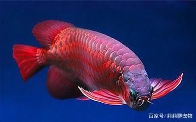 紅龍魚(yú)多久能完全變紅：紅龍魚(yú)多久發(fā)色