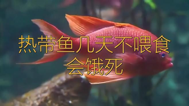 紅龍魚可以多久不喂食？