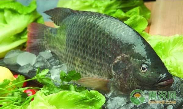 魚塘早上魚都浮頭正常嗎