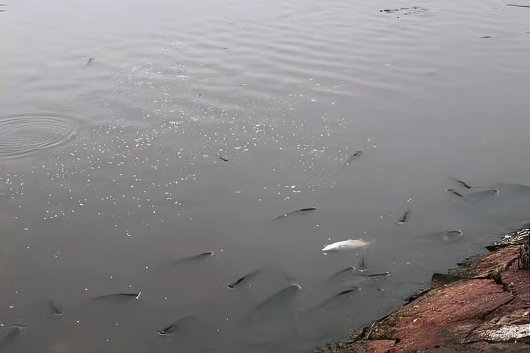 魚塘早上魚都浮頭正常嗎