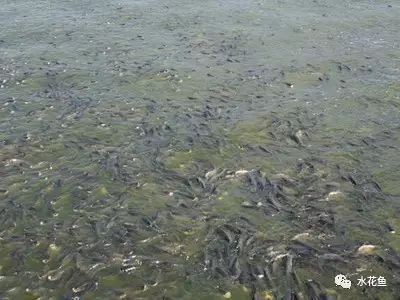 魚塘早上魚都浮頭正常嗎