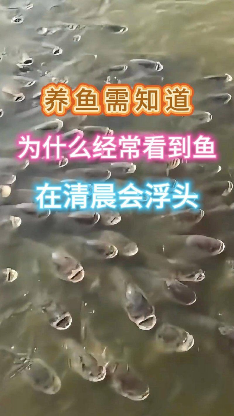 魚塘早上魚都浮頭正常嗎