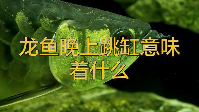 如何預防龍魚再次跳缸？