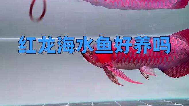 紅龍魚海水魚怎么養