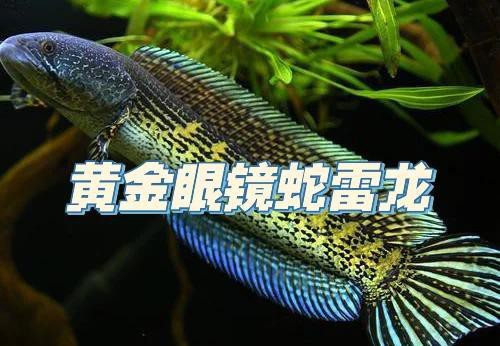 養(yǎng)雷龍魚水要多深