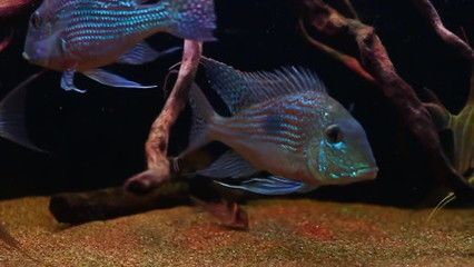 斯威尼關刀和龍魚混養