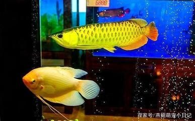 招財魚和龍魚和龍魚混養技術大型招財魚和龍魚混養教程：招財魚和什么魚混養好